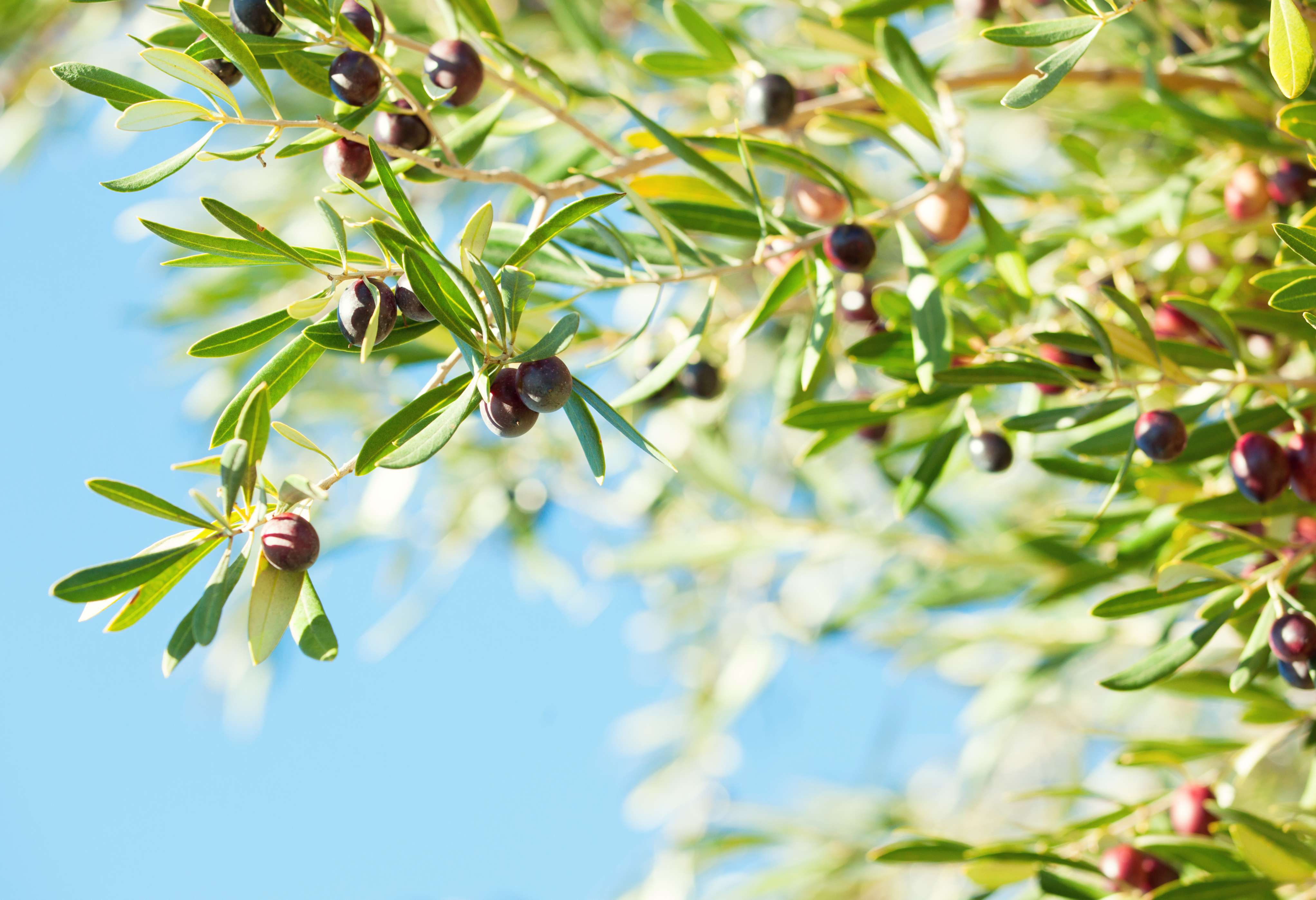 Can I Grow Olive Trees in Phoenix, Arizona?